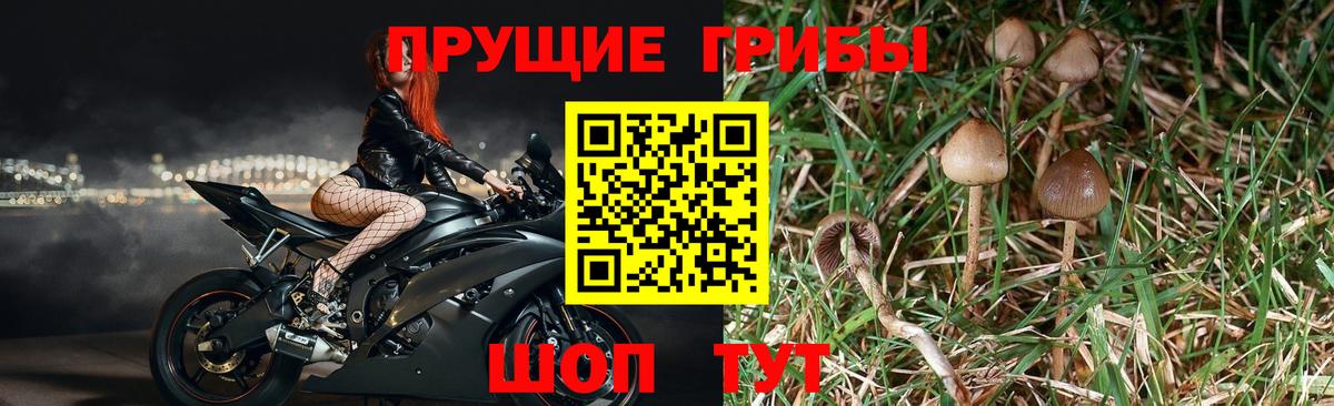 Псилоцибиновые грибы Psilocybe  Псилоцибиновые грибы GOLDEN TEACHER  Челябинск  Вход с VPN 